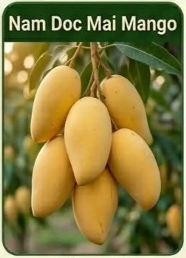 Kawachagro_Nam_Doc_Mai_Thailand_Mango_Fruit_Plant