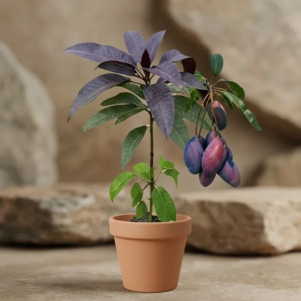 Black_Mango_Tree_Sapling_Purple_Fruit_Home_Garden