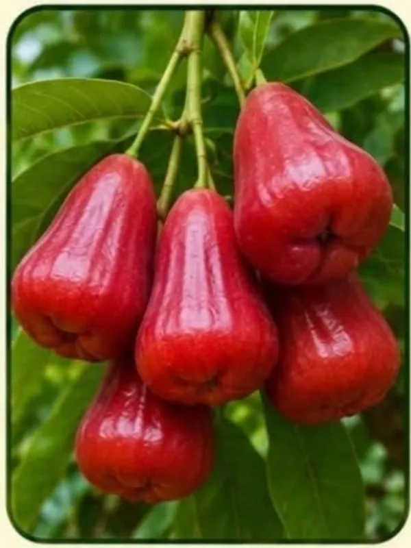 Red_Water_Apple_(Rose_Apple)_Fresh_Fruit