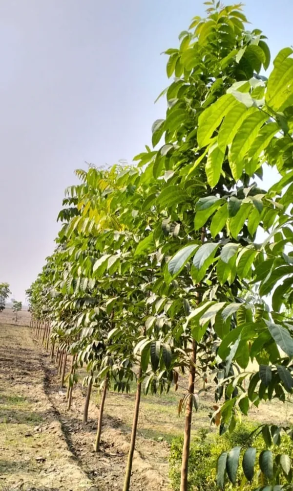 African_Mahogany_Tree_Sapling_For_Plantation