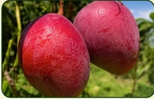 Fresh_Red_Plum_Fruit