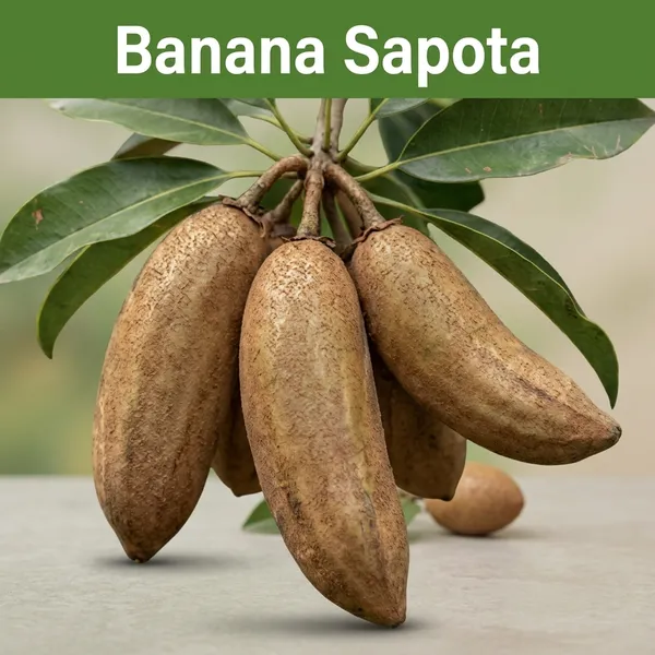 Kawachagro_Banana_Sapota_Fresh_Fruit_Plant
