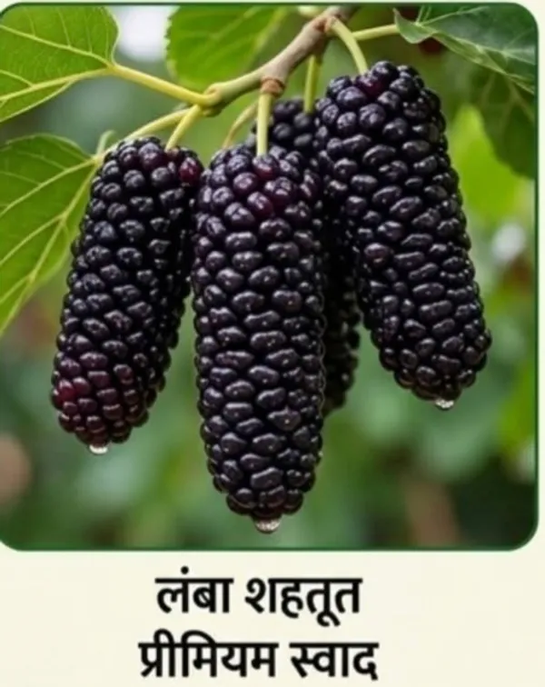 Kawachagro_Long_Mulberry_Shahtoot_Fruit_Plant