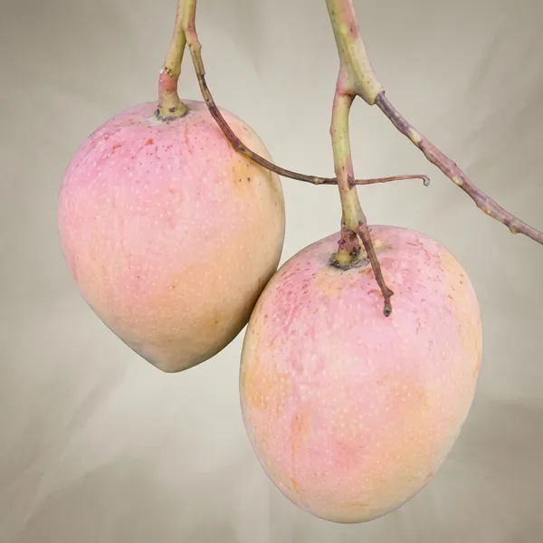 Pusha_Surya_Fresh_Mango_Plant