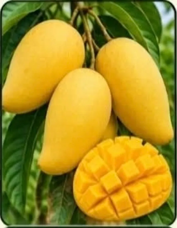 Thai_All-Season_Yellow_Mango_Fresh_Fruit