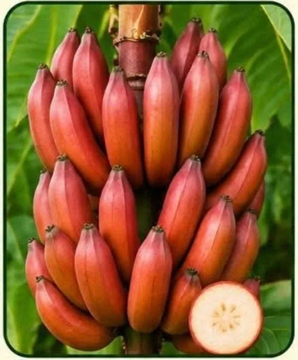 Fresh_Red_Banana_Fruit_Bunch