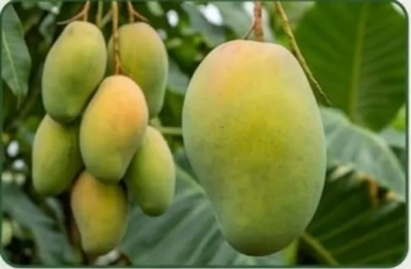 Kawachagro_Hulasiya_Raw_Green_Mango_Fruit_Plant