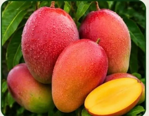 Kawachagro_Red_Dragon_Mango_Fruit_Plant