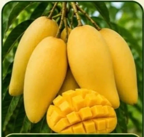Thai_Banana_Mango_Fresh_Fruit