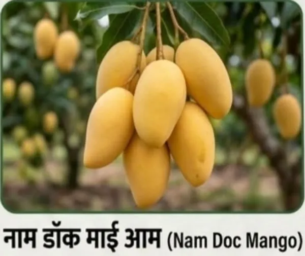 Nam_Doc_Mai_Fresh_Yellow_Mango