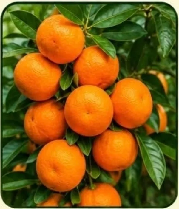 Mini_China_Orange_Citrus_Fruit