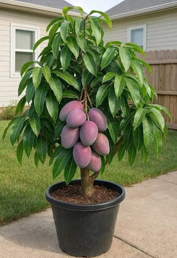 Miyazaki_Dwarf_Mango_Plant_Sapling