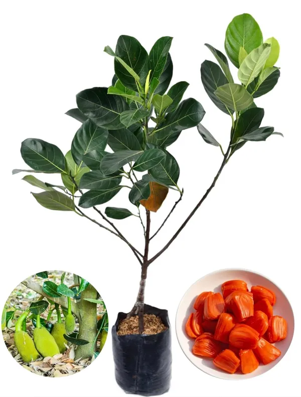 Kawachagro_Jackfruit_Fruit-Bearing_Sapling_Plant