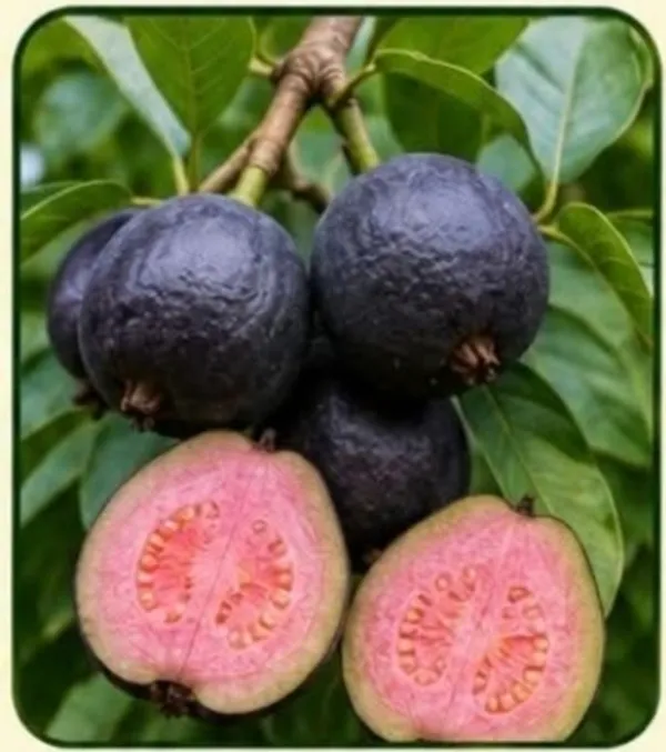 Black_Guava_Fruit_Plant_Sapling_For_Home_Garden