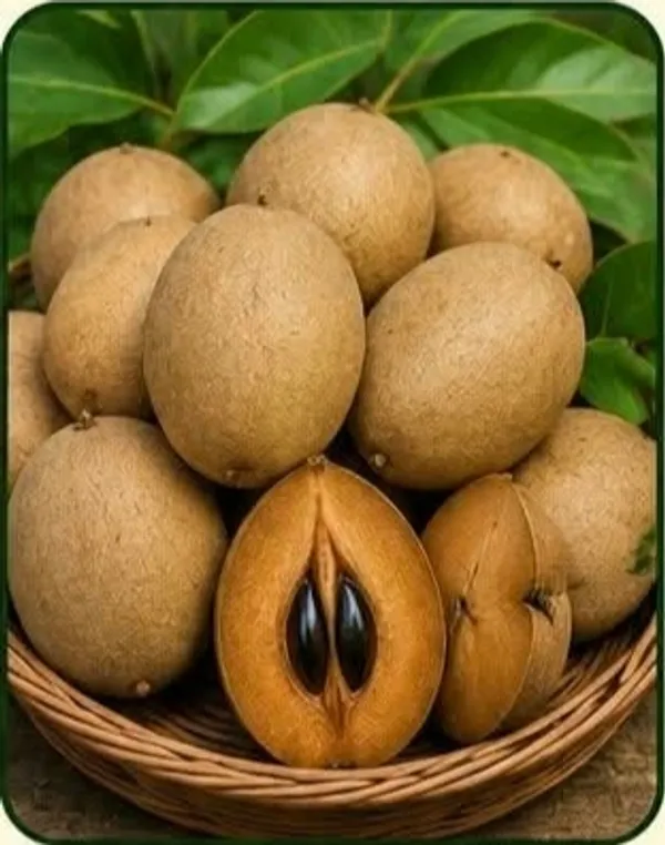Fresh_Chiku_Sapodilla_Tropical_Fruit