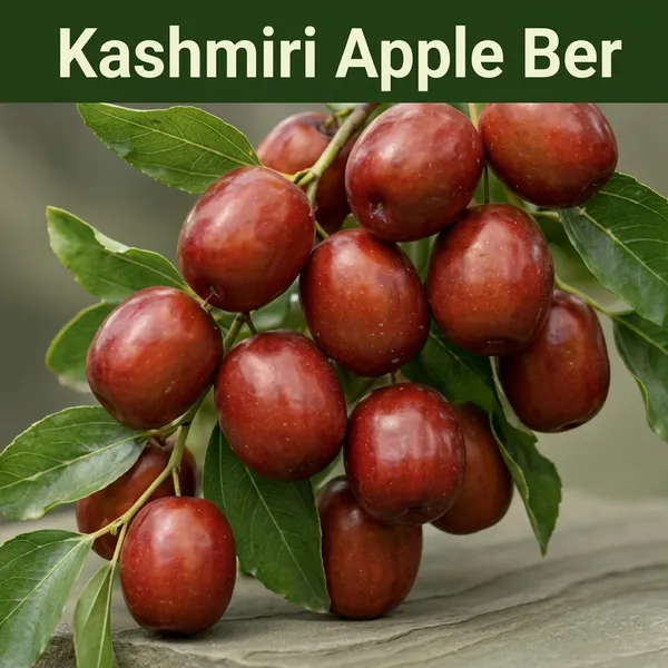 Kawachagro_Kashmiri_Apple_Ber_Fruit_Plant