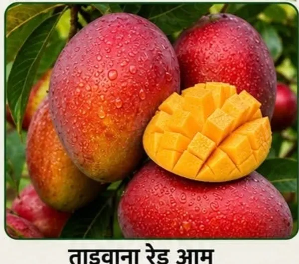 Kawachagro_Taiwanese_Red_Mango_Tropical_Fruit_Plant