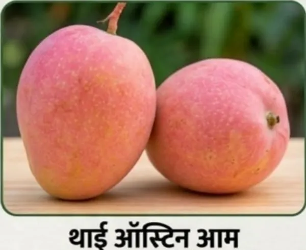 Thai_Aanchal_Mango_Fresh_Fruit_Plant