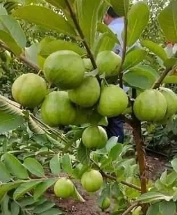Kawachagro_Pink_Guava_Fruit_Plant