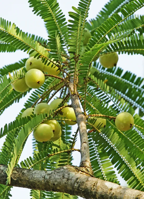 Kawachagro_Indian_Gooseberry_Amla_Fruit_Plant