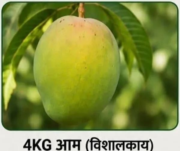 Fresh_Green_Mango_Variety
