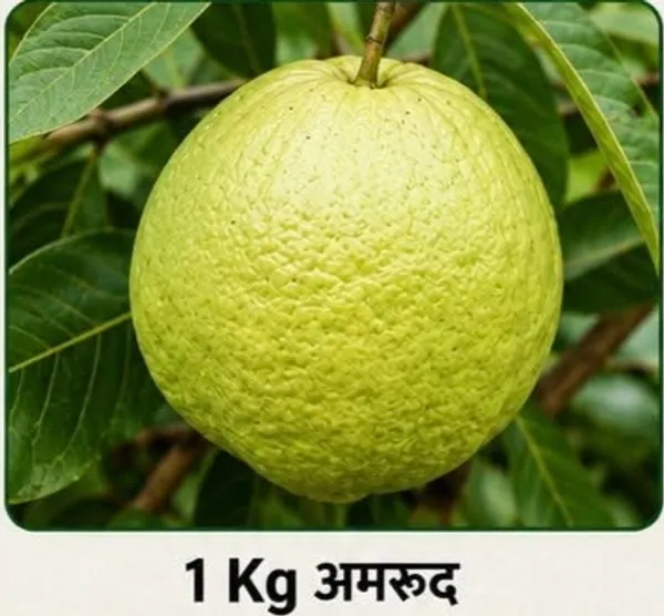 Fresh_Organic_Guava