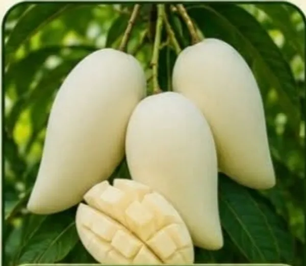 Thai_White_Doc_Mai_Fresh_Mango
