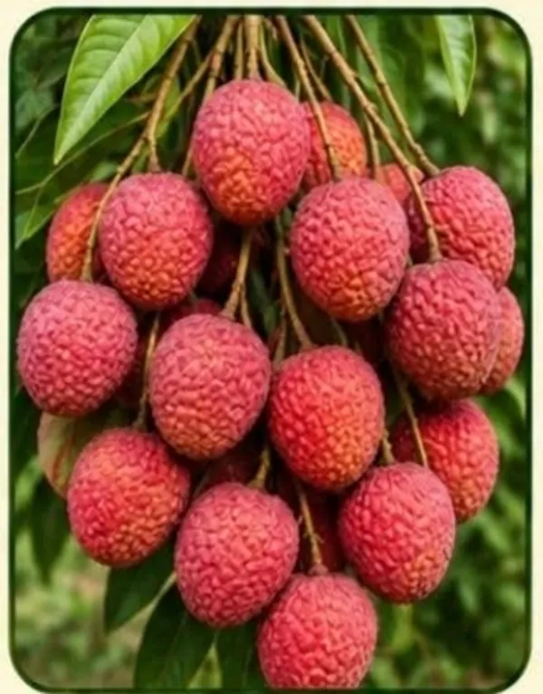 Thai_Fresh_Lychee_Fruit_Bunch