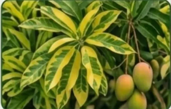 Kawachagro_Chitkabra_Variegated_Mango_Tree_Plant