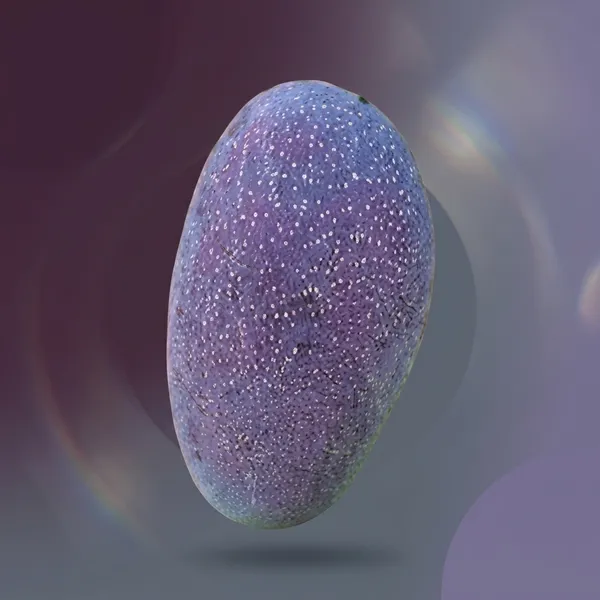 Kawachagro_Black_Stone_Mango_Fruit_Plant