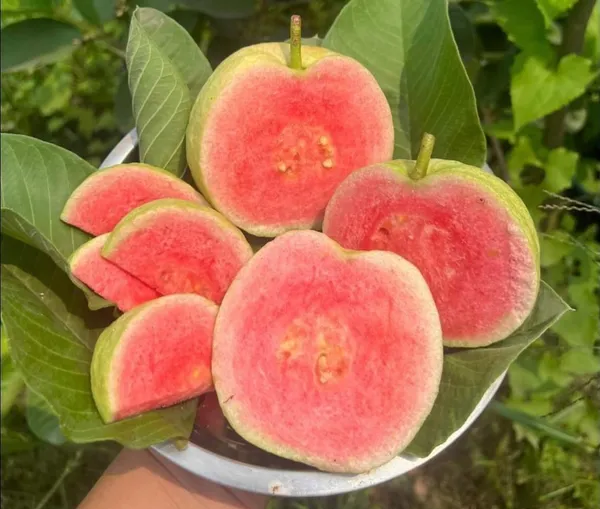 Kawachagro_Pink_Guava_Fruit_Plant