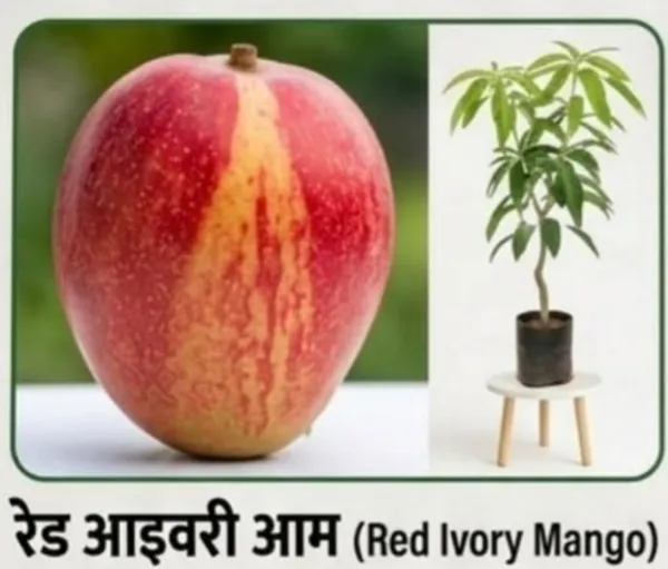 Kawachagro_Red_Ivory_Mango_Sapling_With_Pot