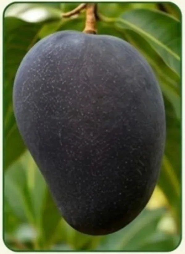 Kawachagro_Black_Stone_Kashi_Mango_Fruit_Plant