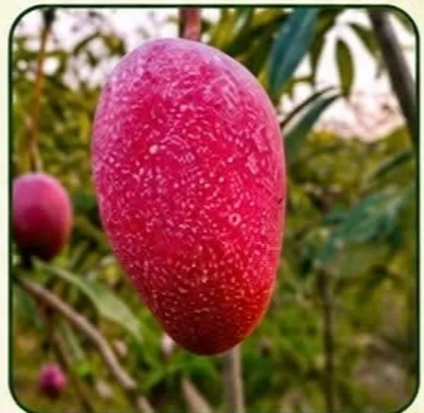 Taiwan_Red_Mango_Fresh_Fruit