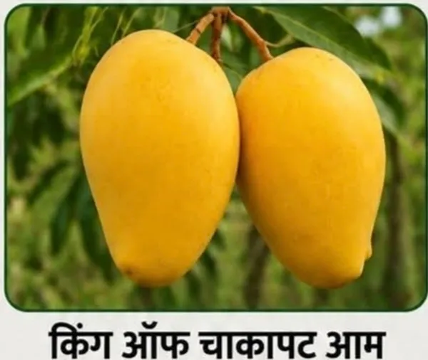 Kawachagro_Chakapat_Aam_Seasonal_Mango_Fruit_Plant