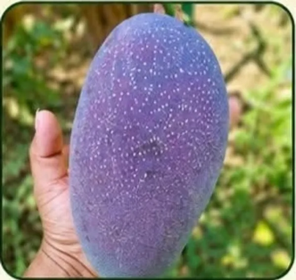 Kawachagro_Black_Stone_Mango_Fruit_Plant