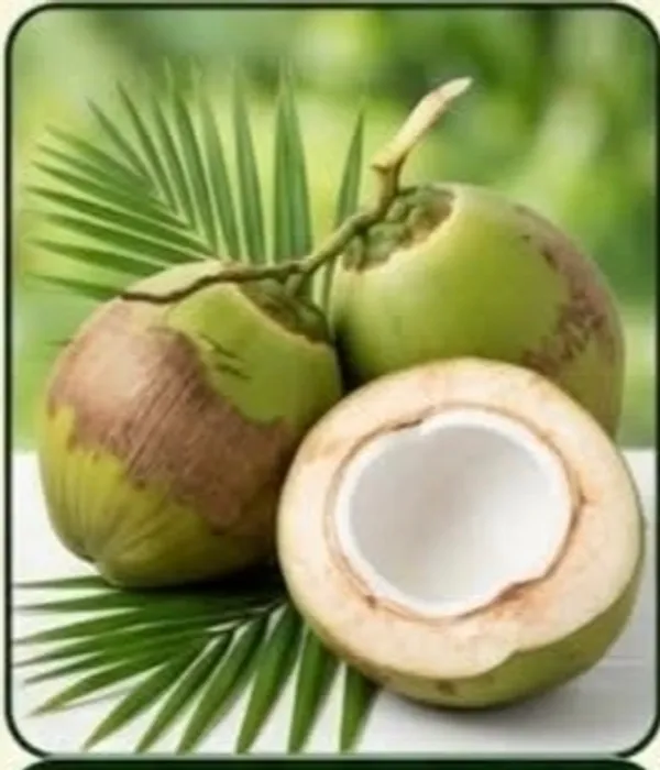 Vietnam_Tender_Green_Coconut_Fresh_Fruit