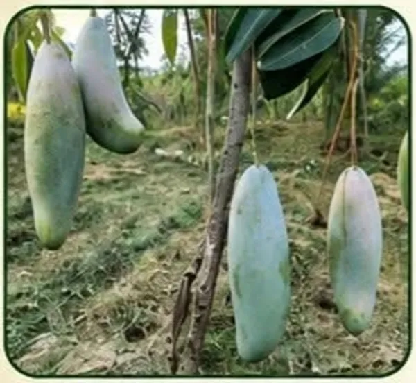 Thai_Raw_Green_Mango_Aam
