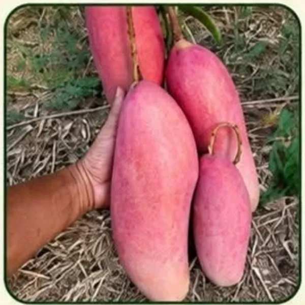 Fresh_Pink_Sweet_Potato