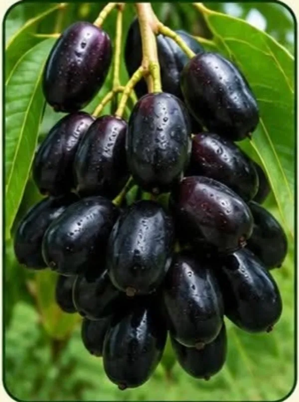 Seedless_Black_Jamun_Fresh_Fruit