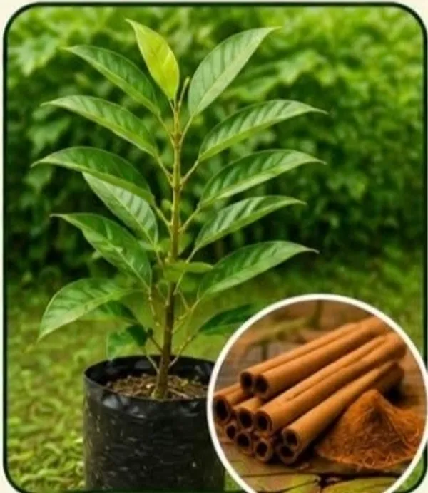Tejpatta_Bay_Leaf_Sapling_Potted_Plant