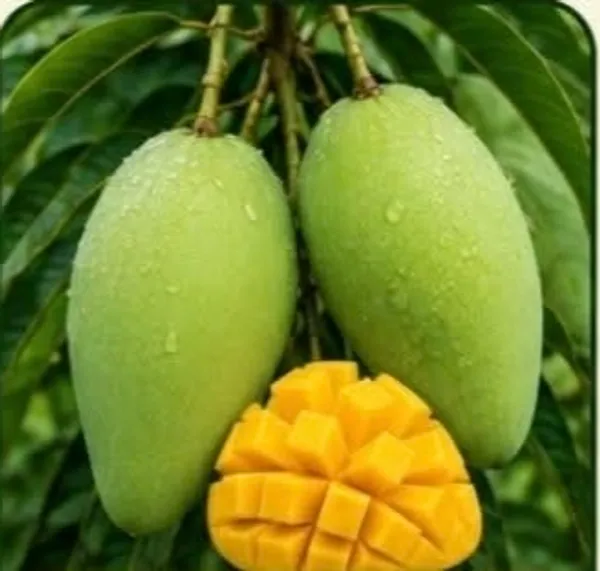Kawachagro_Dasahari_Green_Mango_Cooking_Pickling_Plant