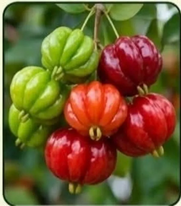 Surinam_Cherry_Fresh_Fruit_Plant