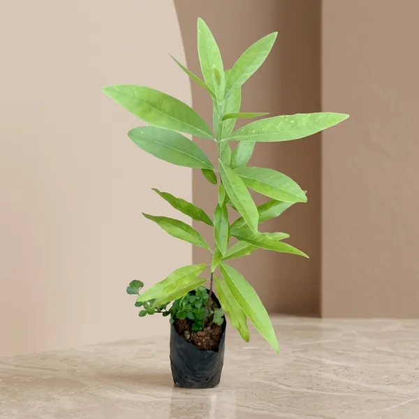 Kawachagro_Red_Sandalwood_Potted_Plant