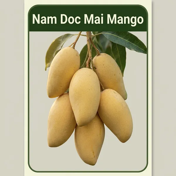 Kawachagro_Nam_Doc_Mai_Thailand_Mango_Fruit_Plant