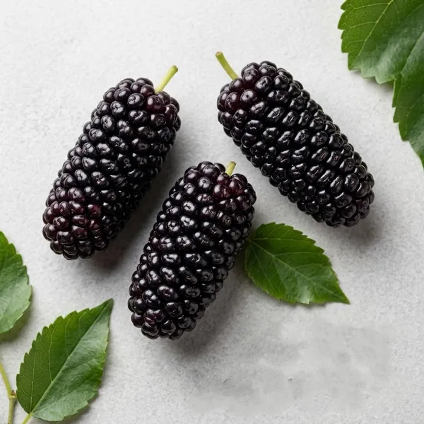 Kawachagro_Long_Mulberry_Shahtoot_Fruit_Plant