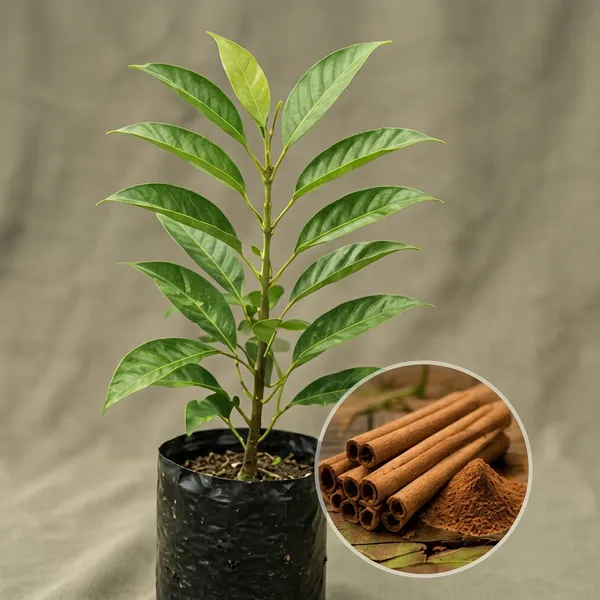 Tejpatta_Bay_Leaf_Sapling_Potted_Plant