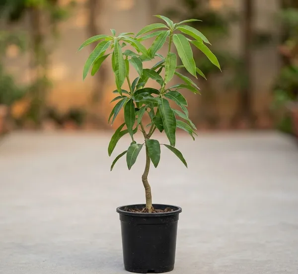 Kawachagro_Red_Ivory_Mango_Sapling_With_Pot