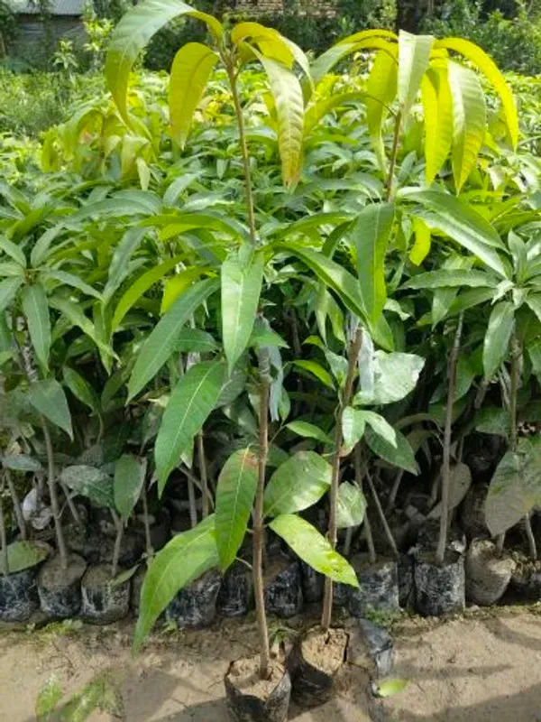 Kawachagro_Chakapat_Aam_Seasonal_Mango_Fruit_Plant