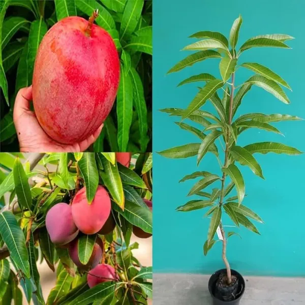 Kawachagro_Chakapat_Aam_Seasonal_Mango_Fruit_Plant